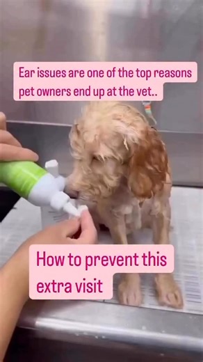 #1 DOODLE BREEDER - Gabrielle Kiss on Instagram: "🐶 Doodles + Floppy Ears = Trouble 😬 We LOVE those big, floppy doodle ears… but they’re kind of like little moisture traps. Warm, dark, and damp = perfect spot for bacteria and yeast to throw a party 🦠🎉 That’s why so many vet visits (like 1 in 5!) are ear-related. But don’t worry — as a professional groomer - we’ve got a routine that helps keep those ears clean, dry, and drama-free. ⸻ 💦 Our No-Nonsense Ear Routine: 1. Before bath time: We fil