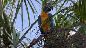 Close-up Endangered Tropical rainforest Blue-throated Macaw parrot wild bird in palm tree