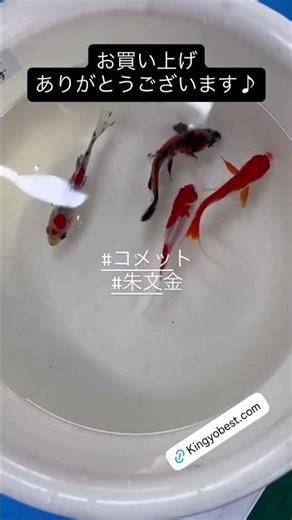 【#コメット#朱文金】2026/04/19 お買い上げありがとうございます!!＃京阪錦鯉センター金魚
