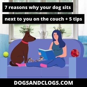 7 Reasons Why Your Dog Sits Next To You On The Couch   Tips