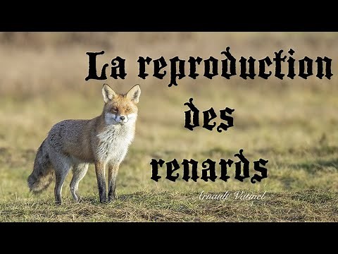 Reproduction des renards (Reproduction of foxes )