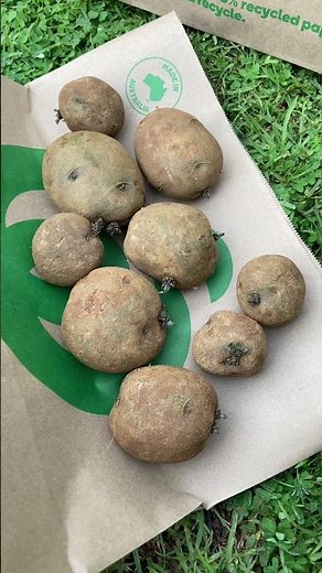 GROW POTATOES N WINTER - GREENHOUSE #winter #garden