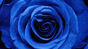 Blue Roses: Meaning, Symbolism, and Proper Occasions