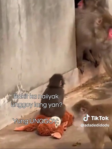 Heartwarming Bond: Baby Monkey Finds Comfort in Toy