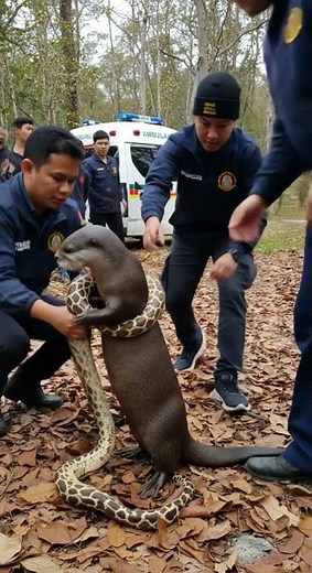 Ranger Rescue: Python’s Attack Against an Otter Fail!