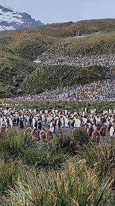 55 reactions · 7 comments | We arrived at Salisbury Plain, South Georgia... King Penguins in the thousands, Fur Seals and Elephant Seals along with WOW scenery! HX Expeditions expedition team and crew are the best! | Heidi Frith | Facebook