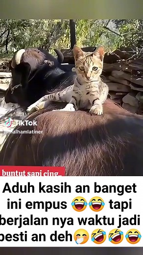 33K reactions · 2.5K shares | Selamat malam selamat istirahat bupan 殺 kucing dan sapi sangat lucu berantem terus jadi besti sangat mengemaskan  #fbpro #reels #fyp #pengikut #tayangan #kucingsapilucu #hiburan | Sri Utami | Facebook