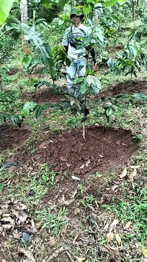 Pruning Techniques for Coffee Plants