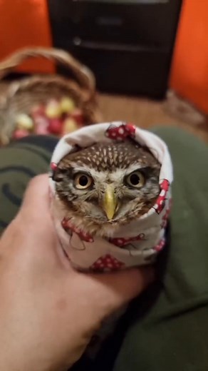 You Won’t Believe This Owl’s Reaction When It Gets a Gentle Head Pat 😍🦉 | Too Cute to Handle!" Cute Owl Birds Video Owl Reels Funny Owl Reaction Adorable Owl Pet Owl Tiny Owl Wrapped Owl Head Pat Owl Lover Viral Owl Video Owl Cuddling Owl Eyes Closeup HD Owl Video Cute Bird Reels Owl Expression Owl Moments Relaxing Animal Video Owl Love Moment Funny Cute Owl Bird Lovers #Owl #CuteOwl #FunnyOwl #AdorableBird #AnimalLovers #OwlReaction #OwlVideo #PetBird #OwlLover #ViralShorts #OwlEyes #BirdVide