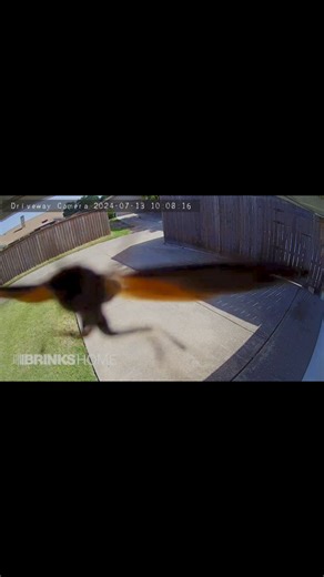 1K views | When your security cameras spot a surprise visitor. Would you buzz them in?  | Brinks Home | Facebook