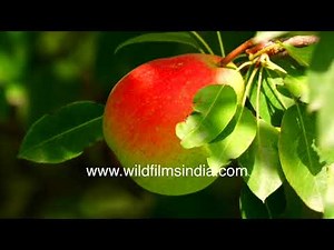 Sweetest baggu gosha nashpati : Red ripe pears grow in pear Orchard in western Himalayan Nainbagh