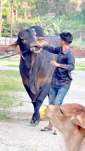 83K views · 1.7K reactions | The Sahiwal bull walks like a true king — powerful, proud, and full of grace. Every step echoes strength, every glance commands respect. #reelsviralシ #tending #cowboy #farmlife #Sahiwal #cow #bull | Biggest Bulls Of Bangladesh | Facebook