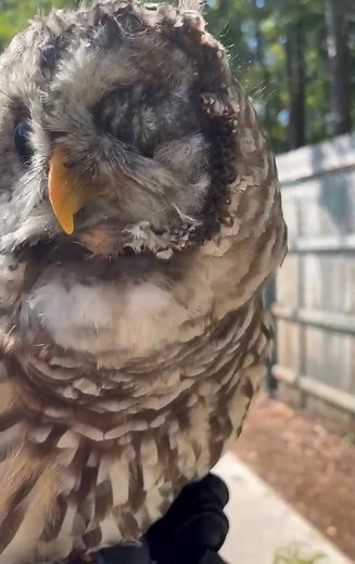 Hunter is showing off the signature Barred Owl call. This loud, rhythmic hoot is how Barred Owls announce their presence and stay in touch with others deep in the woods. #barredowl #owl #birds #birdsofprey #wildwings #wildwingsinc #mendonponds #mendonpondspark | Wild Wings Inc.