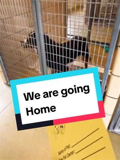 Joyful Homecomings for Shelter Dogs