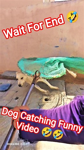 Nepali Boy Dog Catching Funny 🤣 #dogwithpublicsafety #shorts #ytviral #pets #catch