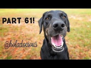 Hood Animal Voiceovers Part 61!!
