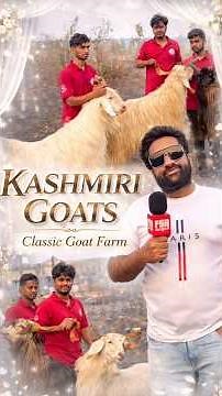 Beautiful Kashmiri Goats at Classic Goat Farm Padgha