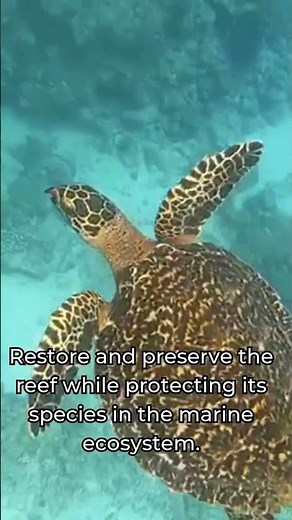 Dive Into the Great Barrier Reef 🐢🌊 #goeco #marinelife #australia