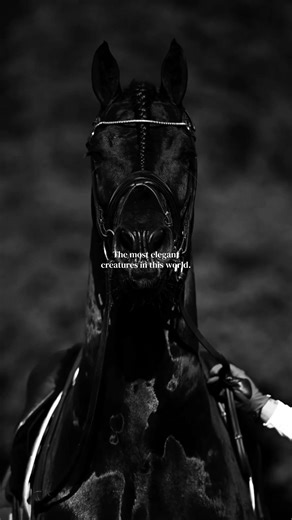 Clips from insta not mine!! #creatures #horses #elegant #viral #trend | horses videos