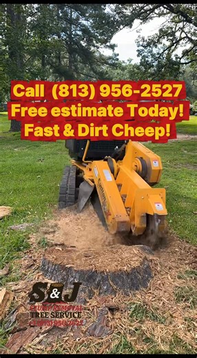 25 reactions · 10 comments | Free quote ⬇️⬇️ Tree Removal ✅ Tree Trimming✅ Stump Grinding✅ Brush cutting✅ Call (813) 956-2527 Free quote in minutes! #treeservice #tampa #tampabay #stumpgrinding | S & J Stump Removal | Facebook