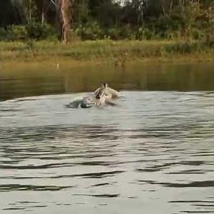 Transform Your Hunting Experience with the Mallard Chaser Shaker Line