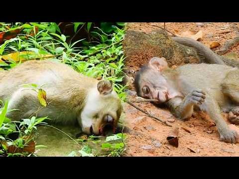 The baby monkey fell from a tall tree and began to writhe in pain.