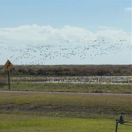 Specks getting jumped by a bald eagle today. This is right across the road from one of our farms! It’s looking decent for this weekend. Still got a few spots 3373685969. Thanks! | Spoonbill Adventures Guide Service