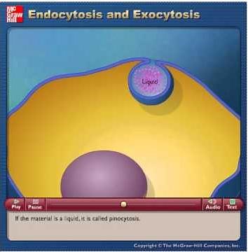 Endocytosis and Exocytosis