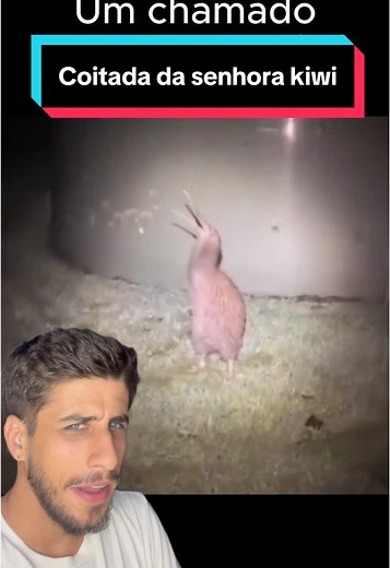 Understanding Kiwi Bird Egg Size and Incubation