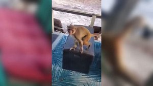 Escaped pet monkey shot after it ripped off woman's ear