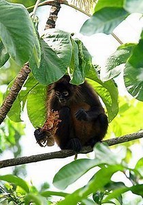 Nicaraguan spider monkey - Alchetron, the free social encyclopedia