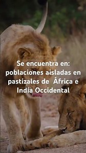 Características del león 🦁 #animales #animals #lion #leon #animalessalvajes #curiosidades