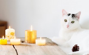 First Aid for Heat Burns in Cats