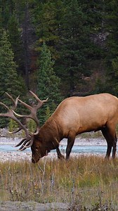 Bull Elk rakes and urinates in Breeding Season Wincent nX547 #elk #nature #wildlife | HAWI Studios
