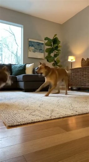 Silent Dog, Loud Bark Cat’s Biggest Jump Ever