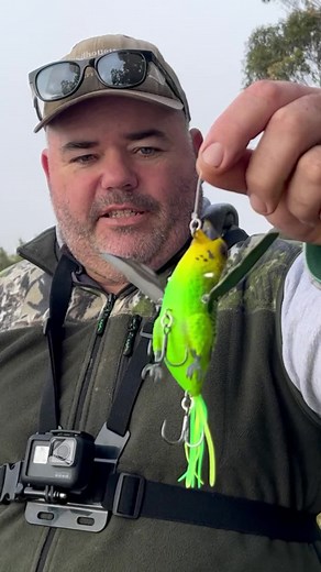 Using a Budgie for bait #fishing #chasebait #topwater #topwaterfishing #birdlure