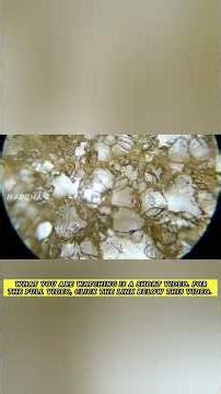 The Mystery Behind Crackers! From Raw to Cooked and Get Inside Our Bodies