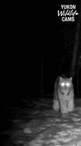 119K views · 4K reactions | Springtime lynx courtship has begun | Yukon Wildlife Cams | Facebook