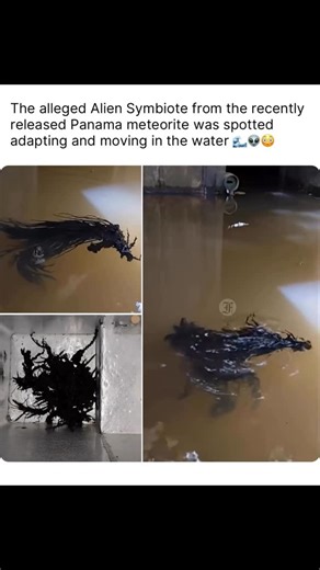 MexicanWorldStarFoo on Instagram: "THOUGHTS ⁉️- The alleged Alien Symbiote from the recently released Panama meteorite was spotted adapting and moving in the water 😳 It was released just a few days ago with many thinking it wasn’t going to s-rvive in the new environment, but it seemed to adapt quick as it was seen swimming in the pond of water It was left in. 👽 ( via: @floridafoos / tt: kin) #foocommunity #floridafoos #aliens #ufosighting #extraterrestrials #fyp #reels"