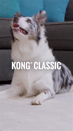 KONG has been the gold standard in pet toys since 1976. Born from a passion for pet well-being, our signature durable rubber toys were inspired by one dog's playful spirit and quickly became trusted favorites worldwide. For over 50 years, we've designed innovative toys, treats, and accessories that make playtime safe, fun, and enriching for dogs and cats everywhere. | KONG