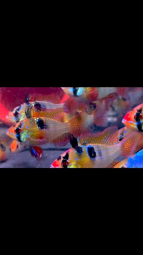 Super Ramirezi | Sevilla Discus