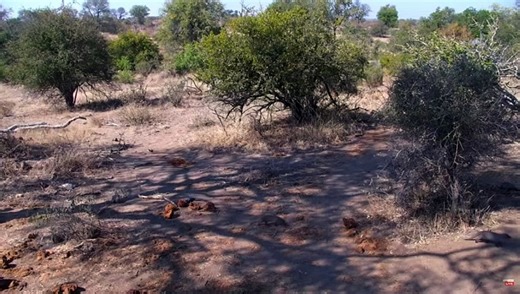 Banded Mongoose at Naledi