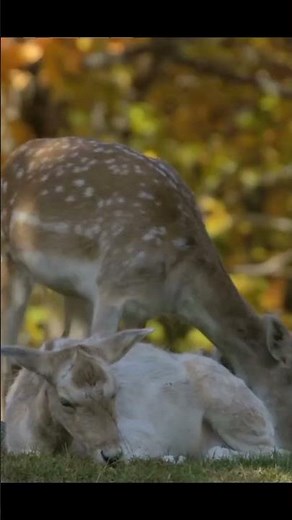Introducing the Philippine endemic animal the Calamian deer #wildlife#endemicanimals