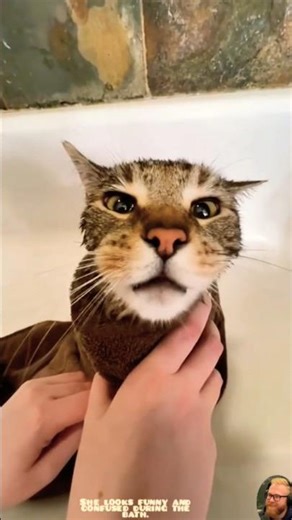 My Cat Looks So Weird During Bath Time 😂 | USA Pets #catshorts #catvideos #cat #newyear