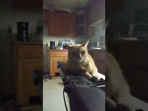 Cat playing piano