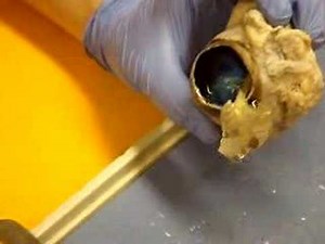 Professor Narrated: Cow Eye Dissection