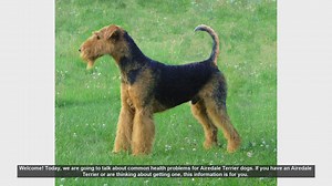 Common Health Problems in Airedale Terriers: What You Need to Know
