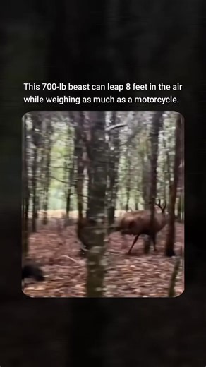 The red stag (Cervus elaphus) is one of the largest and most powerful deer species in the world. Native to forests across Europe and parts of Asia, this majestic mammal can weigh up to 700 pounds—yet it’s capable of leaping over 8 feet in a single bound. This rare footage captures the raw strength and agility of a red stag as it navigates dense woodland with ease, showcasing the athleticism required for survival in the wild. At Forevergreen, we’re committed to highlighting the wonders of wildlif