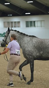 Kicking off Sport Horse Nationals with In Hand Classes #noplacelikesporthorsenationals | Arabian Horse Association