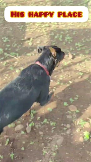 His kind of morning 🐾 #dogshorts #rottweiler #shorts